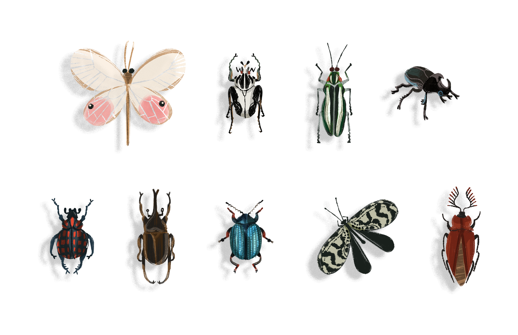 Insects & plants